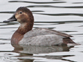 Common Pochard